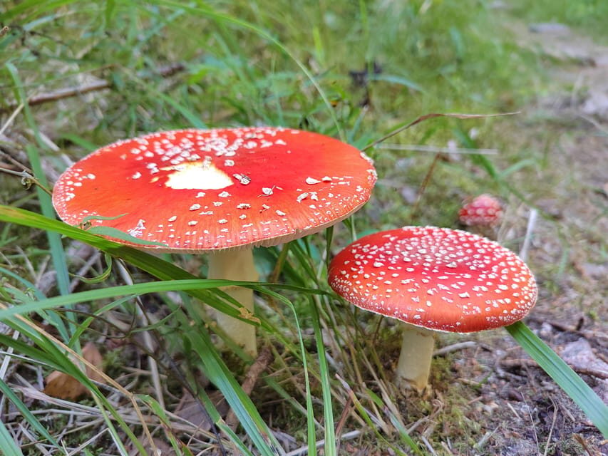 Kintulammi Nature Experience (Nature reserve near Tampere) - Price and value: what $106 buys you in a small-group setting