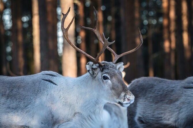 Kuoksa Reindeer Farm Visit with a Short Sleigh Ride - Rovaniemi pickup at Pekankatu 3 and the 3-hour rhythm
