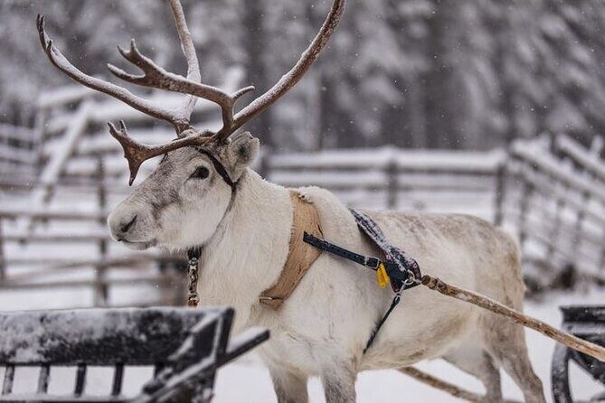 Kuoksa Reindeer Farm Visit with a Short Sleigh Ride - Reindeer up close: care, temperament, and why the tour feels calm