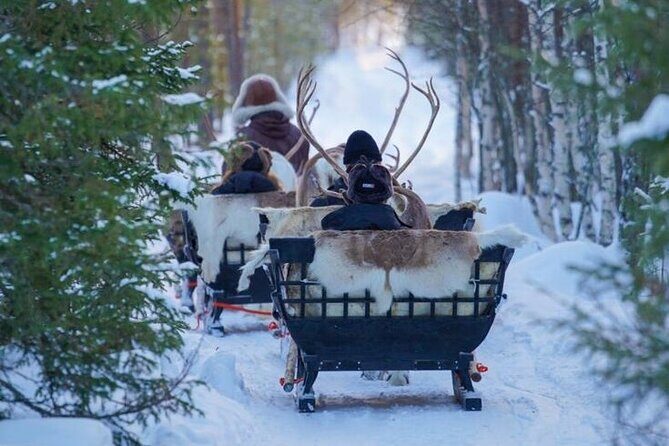 Kuoksa Reindeer Farm Visit with a Short Sleigh Ride - Kuoksa Reindeer Farm: what herding life teaches you