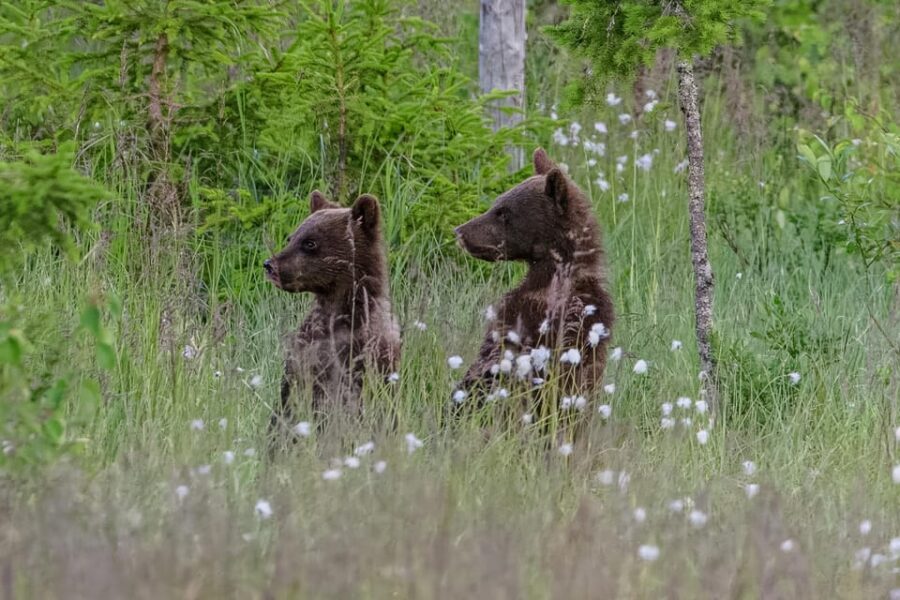 Kuusamo: Bear watching evening - Who this Kuusamo bear watching evening is best for
