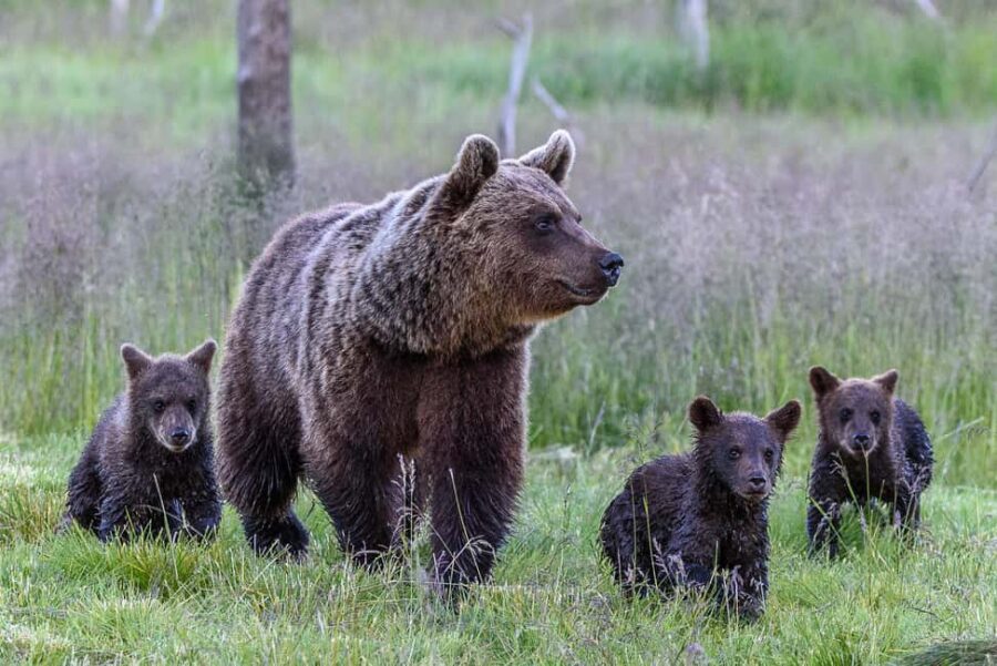 Kuusamo: Bear watching evening - Settling into the hide buildings for 4 hours of wildlife time