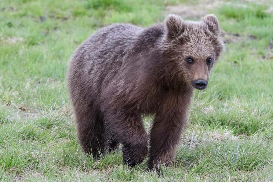 Kuusamo: Bear watching evening - Your guides and photography coaching: warm drinks and real camera help