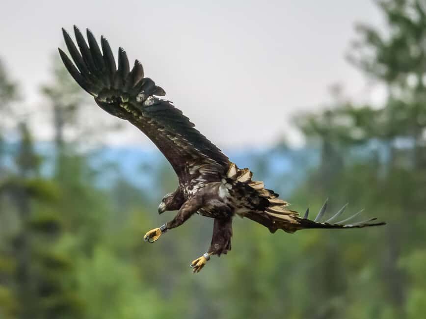 Kuusamo: Bear watching evening - What you can realistically spot: bears, birds, and taiga behavior