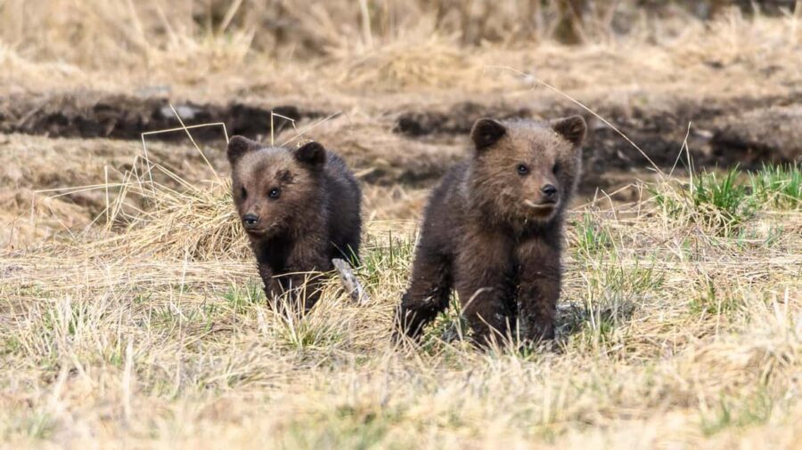 Kuusamo: Bear watching evening - Timing and seasonal light: summer evenings vs early autumn
