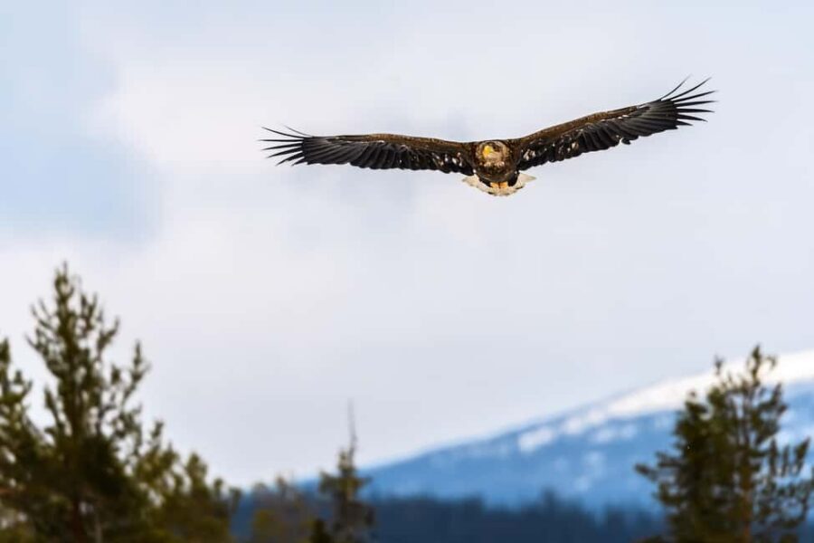 Kuusamo: Bear watching evening - Rules that keep the wildlife calm and your photos sharp