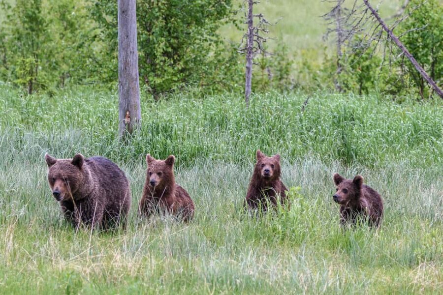 Kuusamo: Bear watching evening - Price and value: what $176 buys you (and how the guarantee helps)