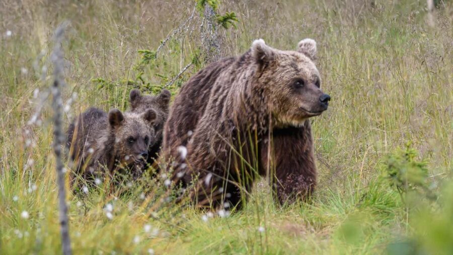 Kuusamo: Bear watching evening - Getting to Taiga Bear Kuusamo: a short forest walk with big payoff