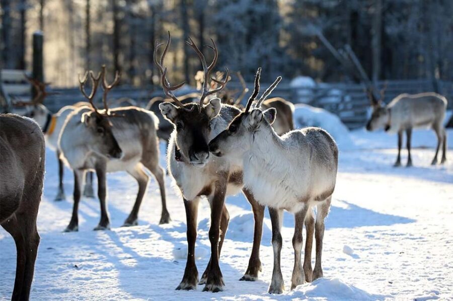 Kuusamo: Reindeer Sleigh Ride and Farm Visit - Farm shop time: reindeer products and handicrafts worth browsing