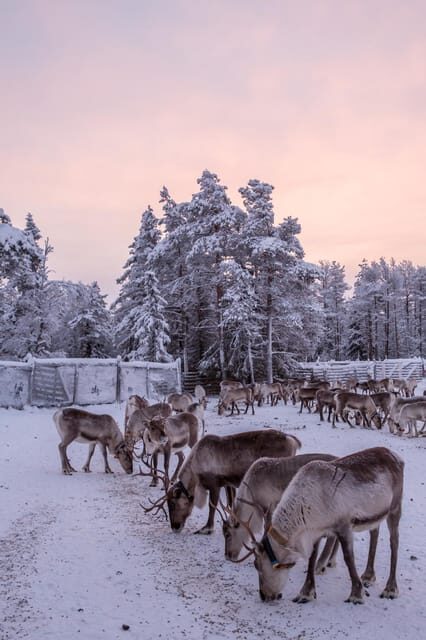 Kuusamo: Reindeer Sleigh Ride and Farm Visit - How to prepare for Kuusamo cold (so you enjoy it, not fight it)