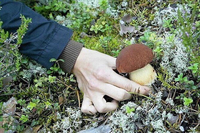Lapland Berry Day Experience - The Foraging Hike: Why the Guide Does More Than Point