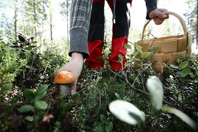 Lapland Berry Day Experience - Language and Pacing: English Support With a Half-Day Rhythm
