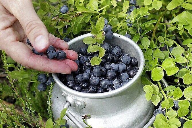 Lapland Berry Day Experience - Price and Value: Is $133.44 for 3 Hours Worth It?