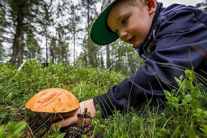 Lapland Berry Day Experience - What You’ll Pick in the Arctic Forest: Cloudberries, Blueberries, and Mushrooms