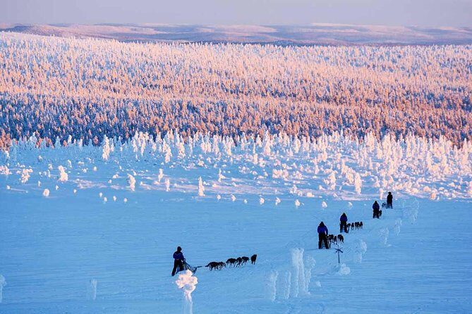 Lapland Husky Safari from Saariselkä - Key highlights you’ll feel right away