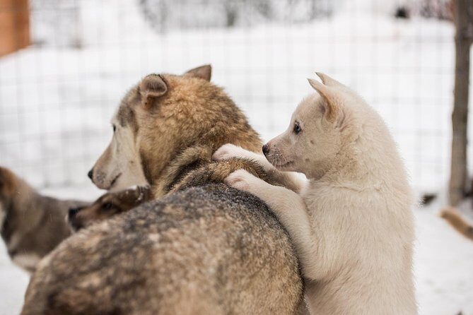 Lapland Husky Safari from Saariselkä - The 10 km sled ride through snow: how it feels in real time