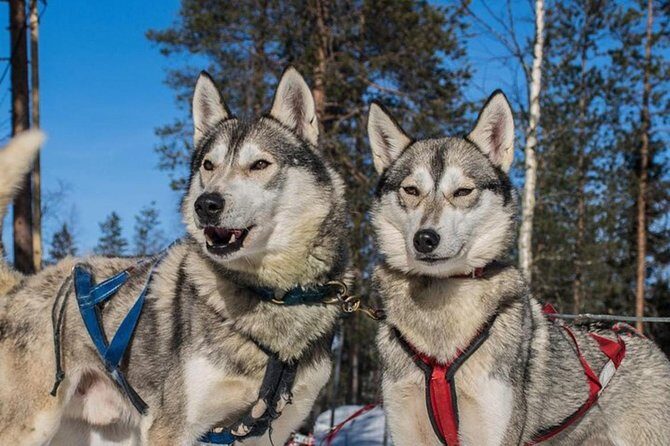 Lapland Reindeer and Husky Safari from Levi - Key things that make this safari worth your money