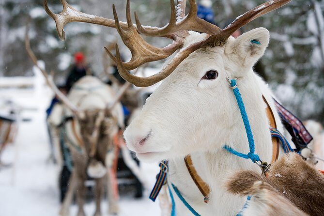 Lapland Reindeer and Husky Safari from Rovaniemi - Rovaniemi pickup and a tight 3-hour plan