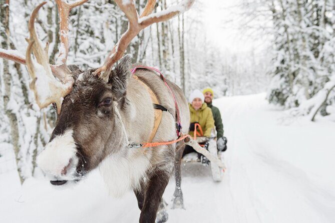 Lapland Reindeer Safari From Saariselkä - Life at a traditional Sami reindeer farm: what you’re actually seeing