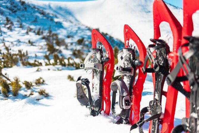 Lapland Winter Experience - What You Learn in the Forest: Culture and Survival Talk That Sticks