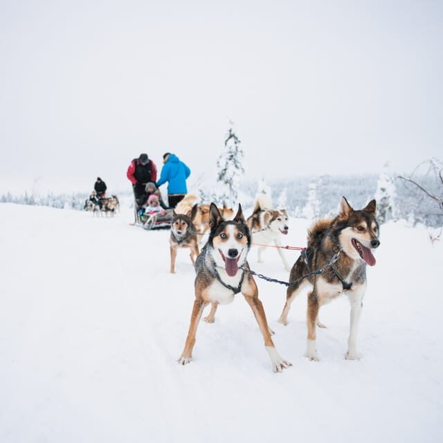 Levi: 15-Kilometres Self-Driving Husky Tour - The self-driving thrill: 15 km with your own husky team