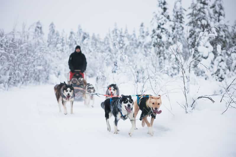 Levi: 15-Kilometres Self-Driving Husky Tour - Husky farm time: meeting the dogs and learning their world