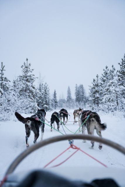 Levi: Evening Husky Sled Ride under the Northern Lights - Levi Husky Sled at night: why this works in the Arctic