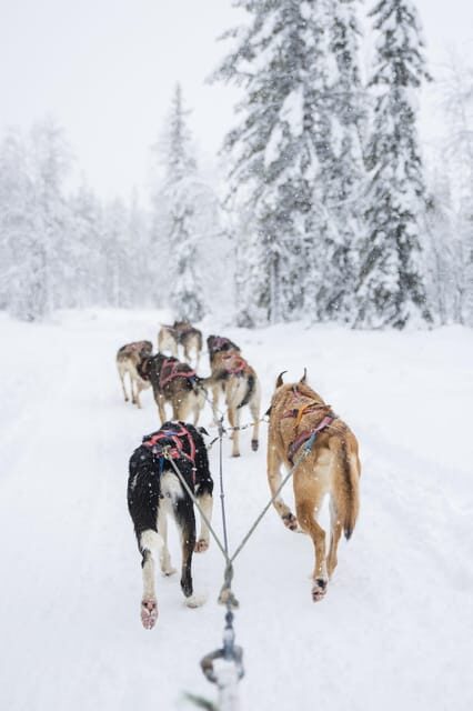 Levi: Guide-driven Husky Safari - Meeting at Hissitie 11 and the Polar Lights Tours bus