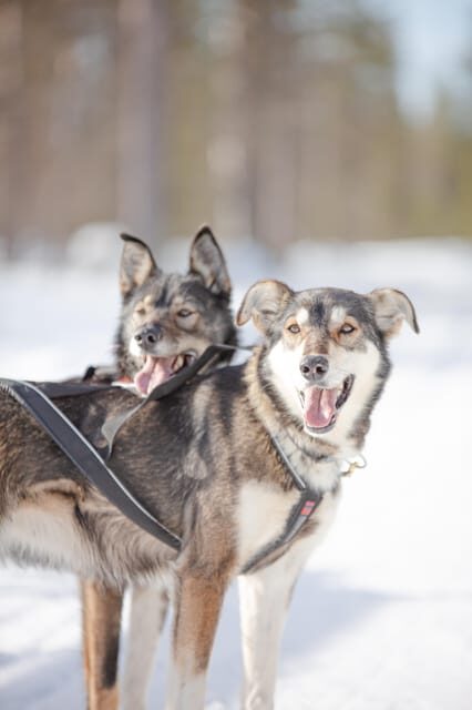 Levi: Guide-driven Husky Safari - “Hour slot” reality check: how much sled time you get