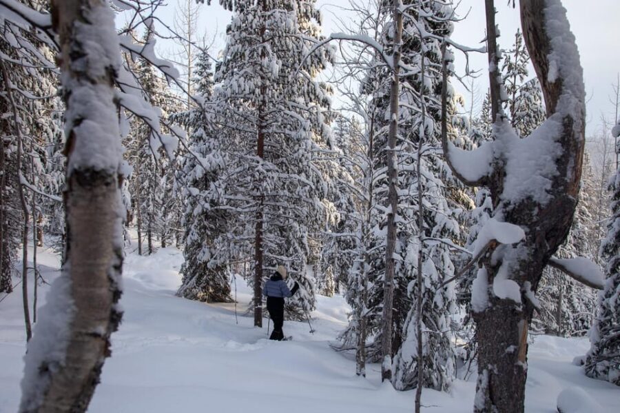 Levi: Lakeside forest snowshoeing - The Sirkka forest walk: easy effort, real winter views