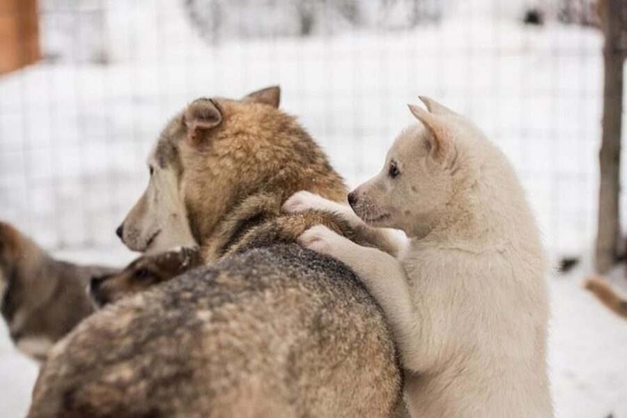 Levi: Lapland Reindeer and Husky Safari - November snow reality: when sledding may change
