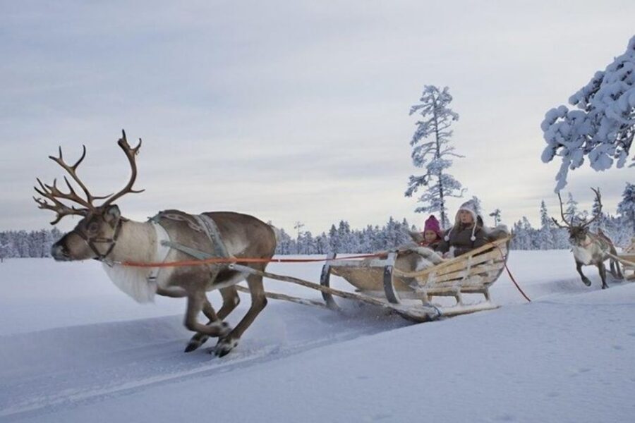 Levi: Lapland Reindeer Safari - No Snow? Choosing the Farm Visit Instead