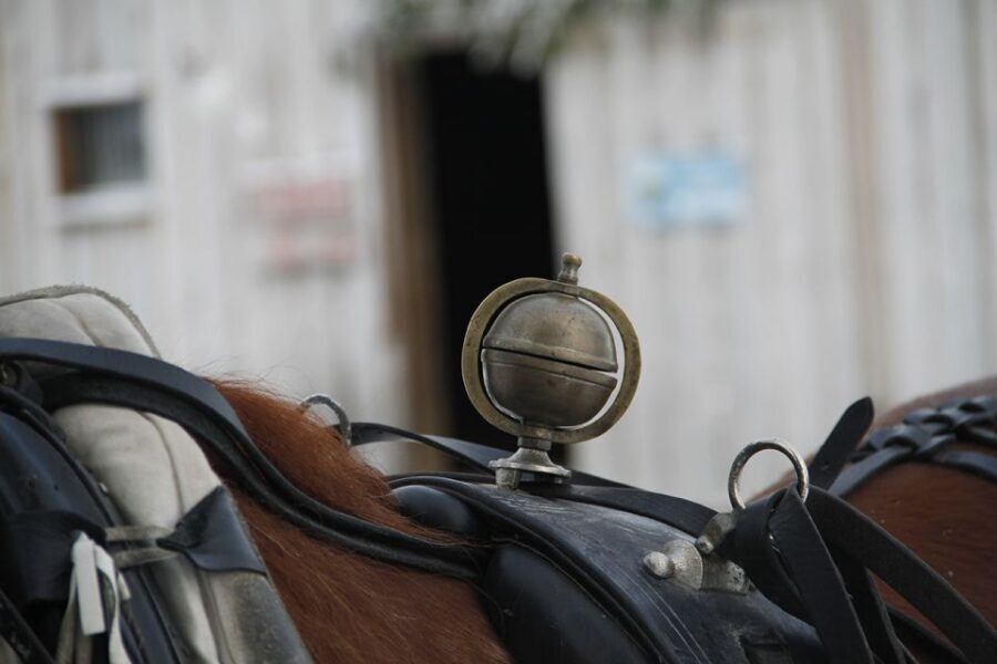 Levi, Polar Lights Tours: One Horse Open Sleigh Ride - One Horse, One Quiet Trail: What the Sleigh Ride Feels Like