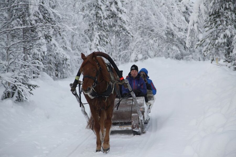 Levi, Polar Lights Tours: One Horse Open Sleigh Ride - Levi Center Meeting Point: Hissitie 11 Setup Made Easy