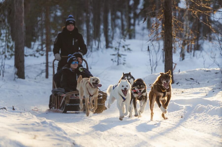 Levi Polar Lights Tours: Path of the Gnome Husky Safari 15km - Key points before you go