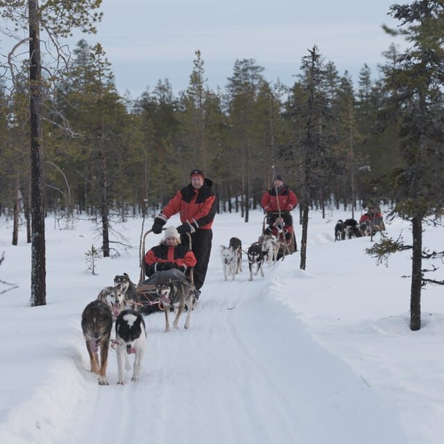Levi Polar Lights Tours: Path of the Gnome Husky Safari 15km - Safety briefing and steering: the real reason this tour feels easy