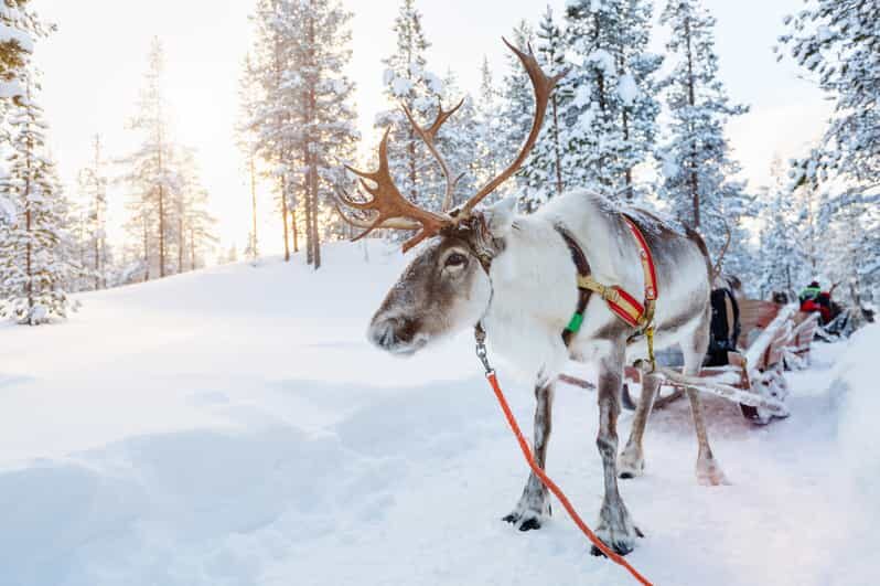Levi: Reindeer Experience with Sled Ride - The reindeer sled ride: short, sweet, and better than it sounds