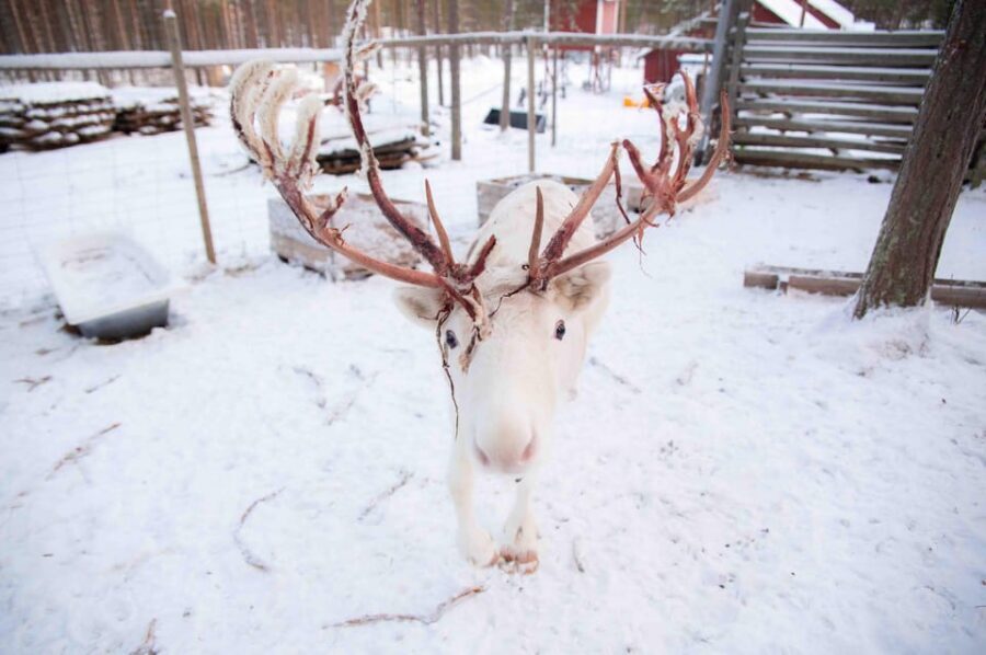 Levi: Reindeer Farm E-Fatbike Safari - Price and Value: Is $187 Worth It?