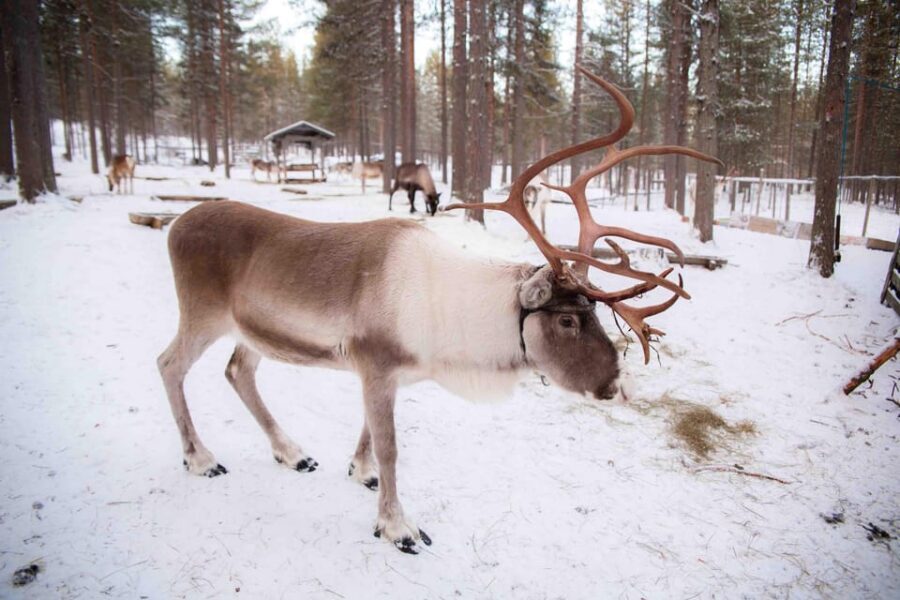 Levi: Reindeer Farm E-Fatbike Safari - Practical Tips Before You Go (So You Don’t Spend the Day Miserable)