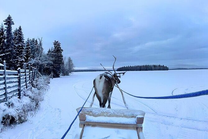 Levi Reindeer Safari - Long or Quick - with Sledge Ride - Reindeer Feeding: What You Get Out of the Interaction