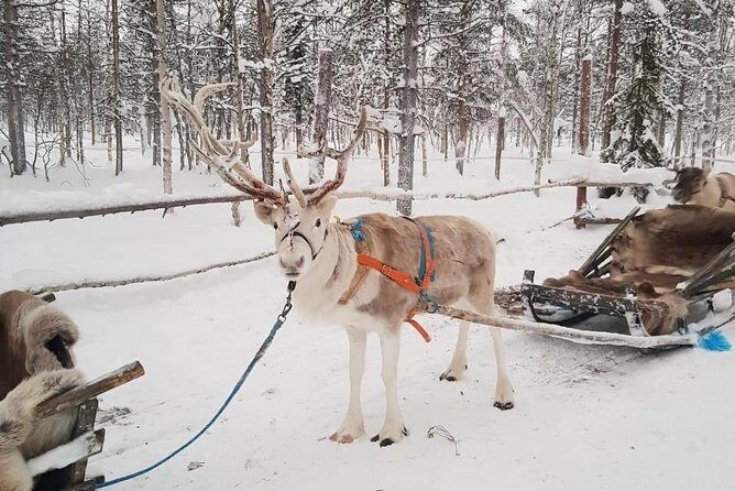 Levi Reindeer Safari - Long or Quick - with Sledge Ride - Warm-Up Moment: Hot Drink and Lapland Stories