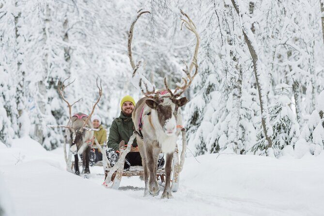 Levi Reindeer Safari - Long or Quick - with Sledge Ride - Price and Value: Is $114.15 Worth It?