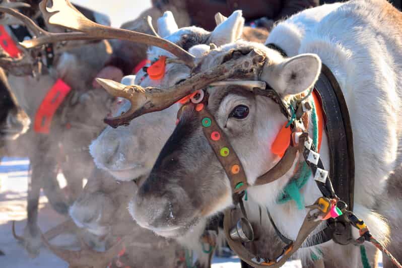 Levi: Reindeer Sleigh Ride Tour in Snowy Forest - Timing and what “1 hour” means in real life