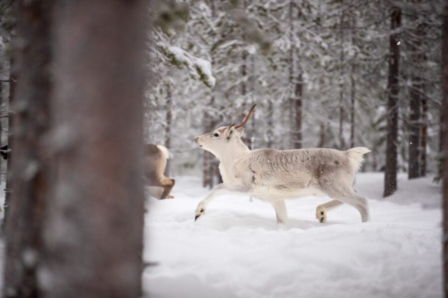 Levi: Traditional Reindeer Husbandry Experience - Key moments that make this tour worth your time