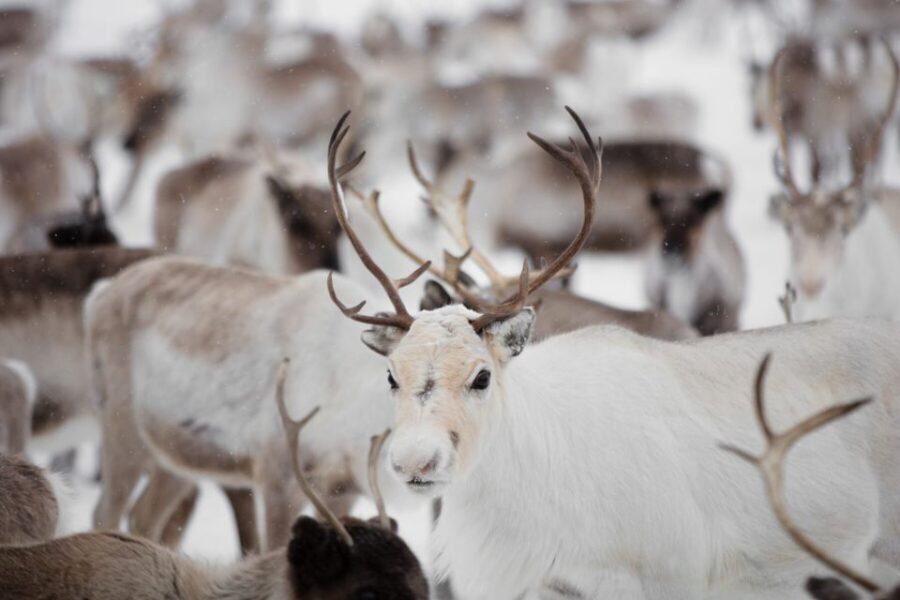 Levi: Traditional Reindeer Husbandry Experience - Traditional reindeer husbandry in Levi’s winter wilderness