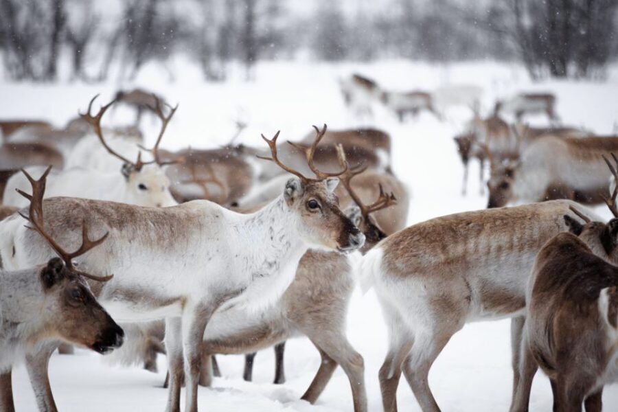 Levi: Traditional Reindeer Husbandry Experience - Husbandry talks: what you learn (and how to get the most out of it)