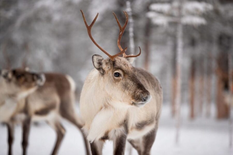 Levi: Traditional Reindeer Husbandry Experience - What’s included (and how that changes the value)