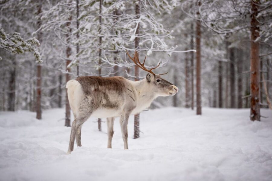 Levi: Traditional Reindeer Husbandry Experience - The 4-hour flow: from pickup to firelit warm drinks