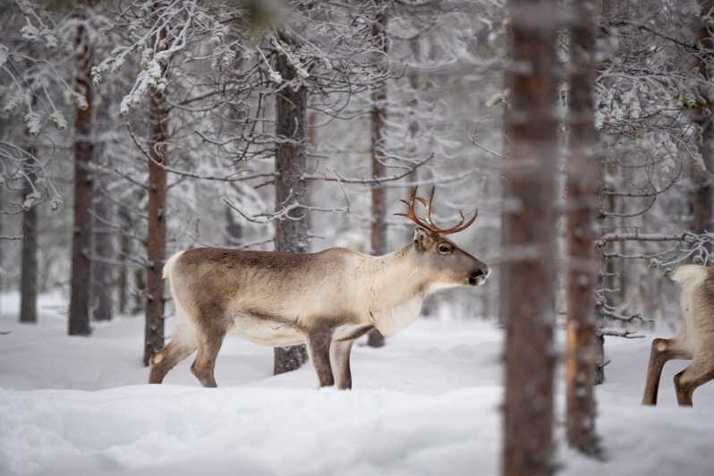 Levi: Winter Highlights Family Day - Key things to know before you go