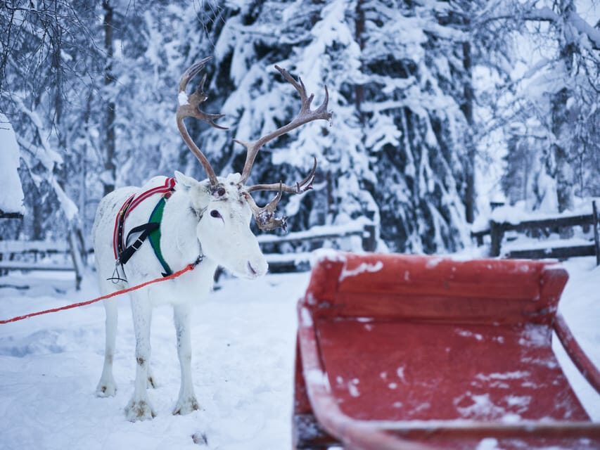 Levi: Winter Highlights Family Day - Reindeer Farm Stop: Learning the Basics and Riding 500 Meters